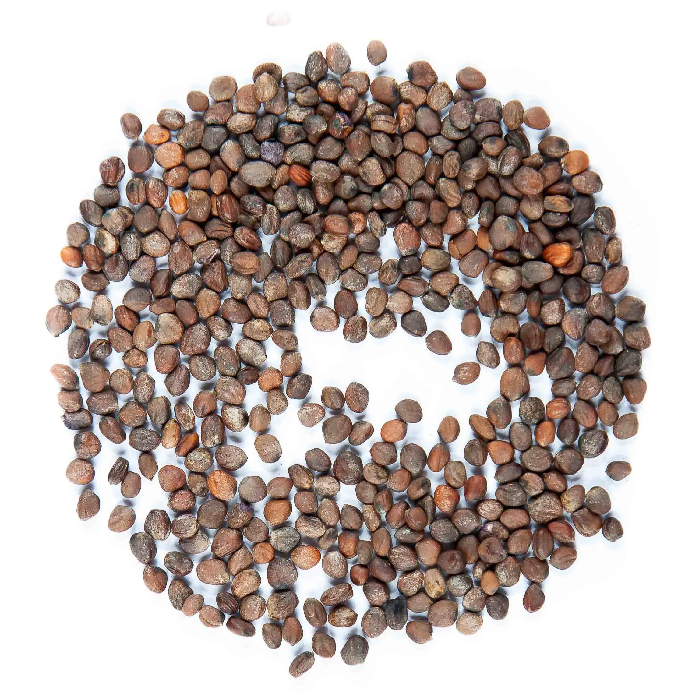 Lila retek seed - mygreen.hu
